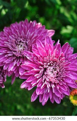Pair of purple chrysanthemum