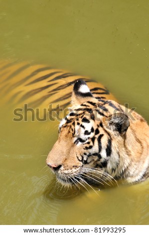 A China Southern tiger dip in pool water