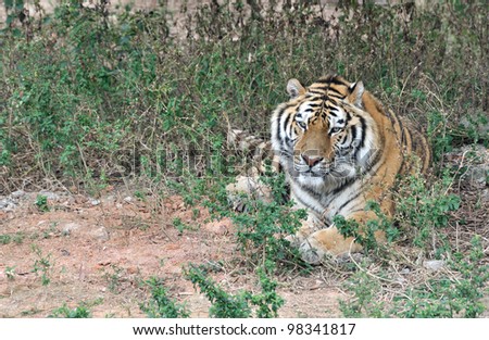 A China Southern tiger lying
