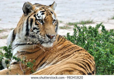 Pose of a China Northeast tiger