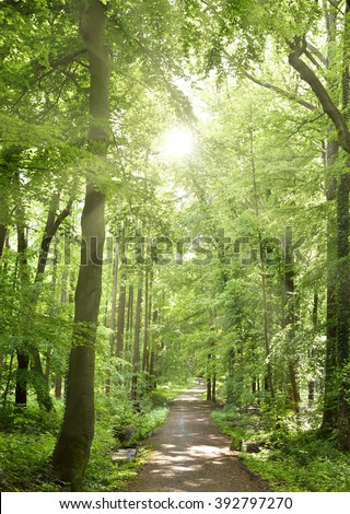 Spring forest with sunbeam and smooth light. Empty forest path with no people. Tranquil scene, nature background of a mixed forest.
