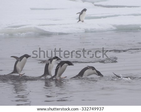Adelie penguins floating ice sheet Antarctic Peninsula