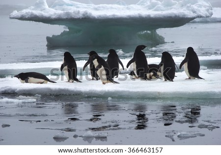 Adelie Penguins standing on Ice Floe in Antarctica ready to jump into the water