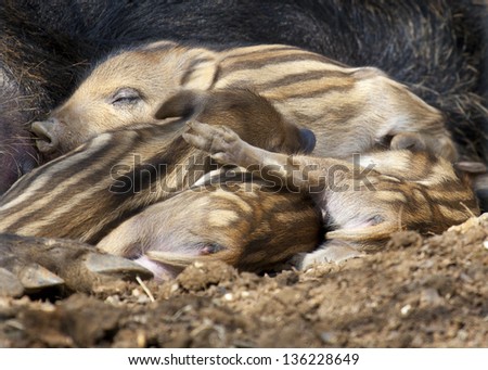 Young wild boar piglets snuggled up to mother