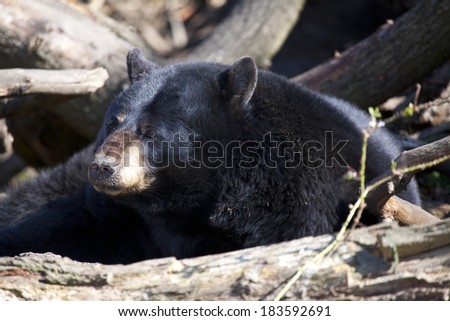 A landscape view of a single North American Black Bear