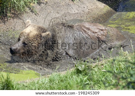 A Eurasian Brown Bear in a aigae filled swamp