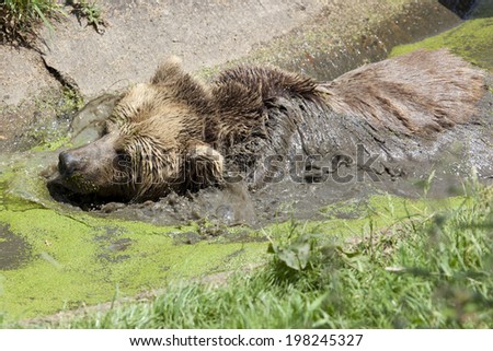 A Eurasian Brown Bear in an algae filled swamp
