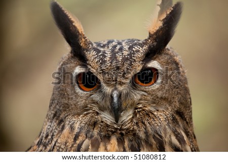stock photo Close up of an Eagle Owl face