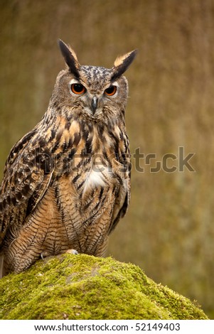 An Eagle Owl perched on a moss covered rock