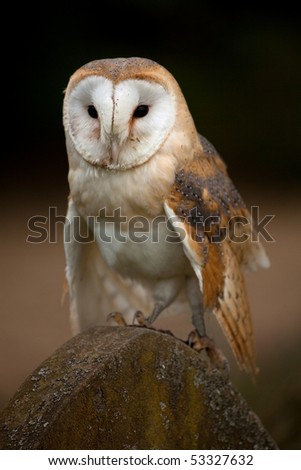 A view of a Barn Owl perched on a gravestone