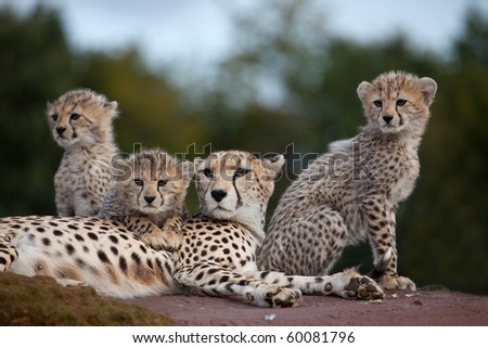 A mother Cheetah with three cubs sitting on a rock