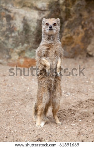 A portrait view of a Mongoose standing up