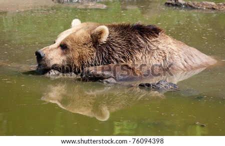 A European Brown Bear in water with reflection showing