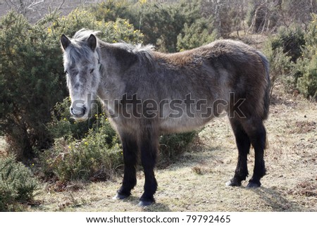A landscape view of a New Forest Pony