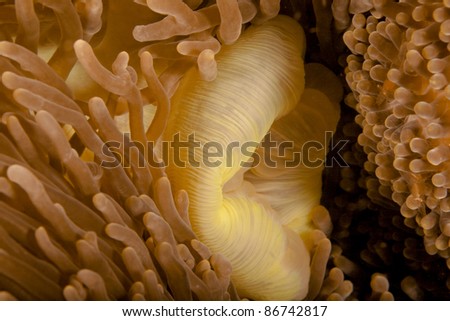 visual search, sea anemone with shrimp