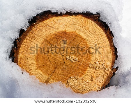 Growth rings on the end of a sawn log, on the snow