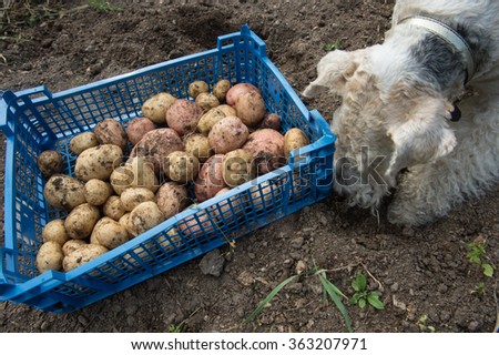 Dog breed fox terrier digs in the garden of potato tubers. Crate with vegetables on the ground. Vintage infield. The fertile black soil.