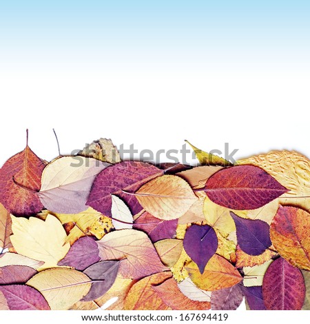 beautiful colourful autumn leaves  on white background