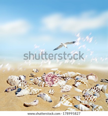 sea shells and gull