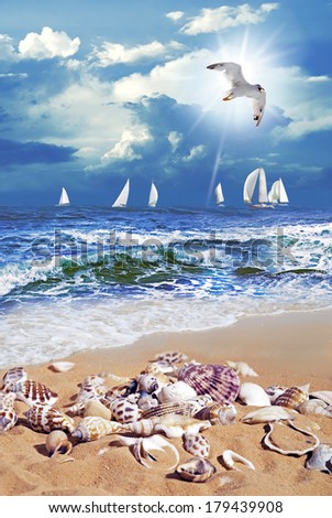 sea shells and gulls, yachts (seascape)