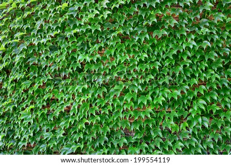 Ivy pattern  background.