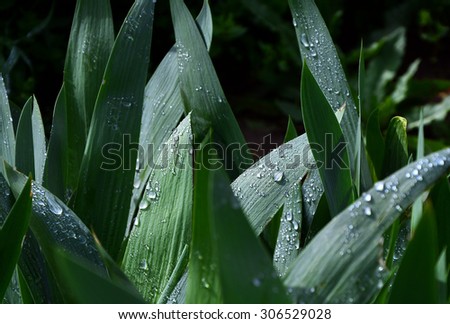 drops of rain on the green leaves