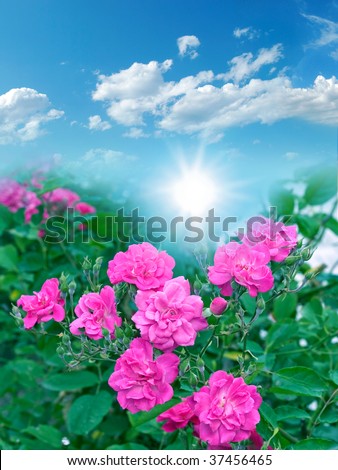 Roses. Autumnal botanical gardens on blue sky under the sun. Find more in my portfolio.