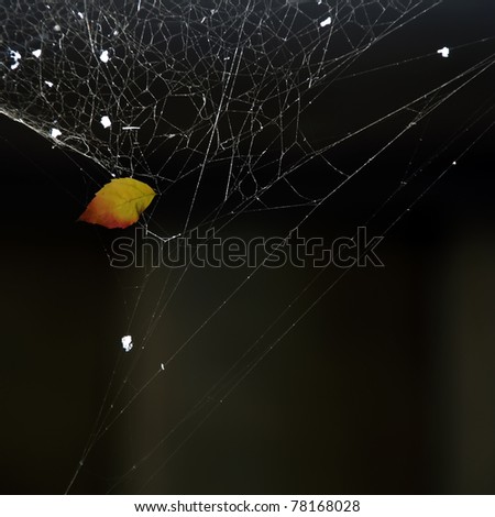 cobweb background