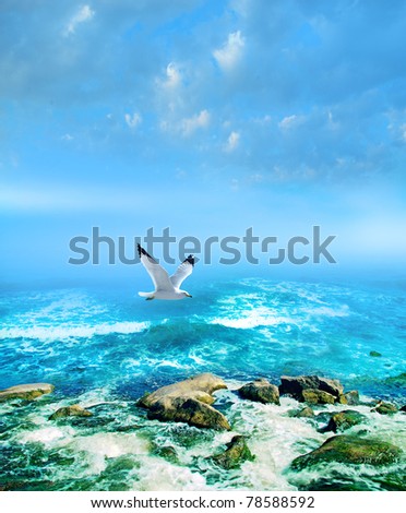 gull  over sea and surf