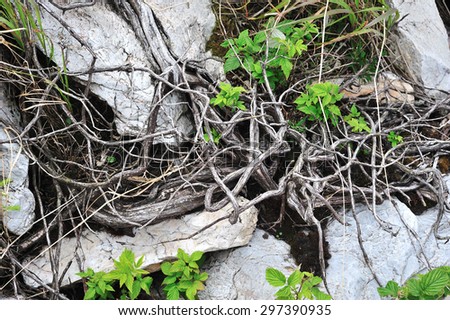 Rocky ground with grass and tree roots on the road to the mountain