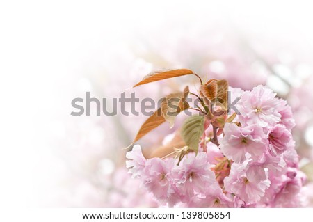 cherry blossoms with white background