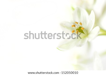 White flower on a white background