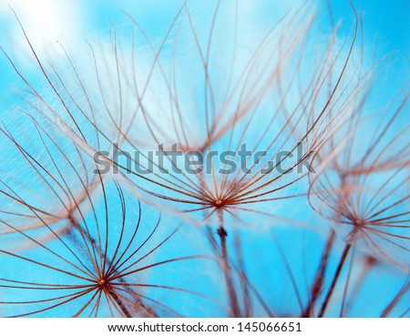 macro photography of dandelion seeds and blue sky