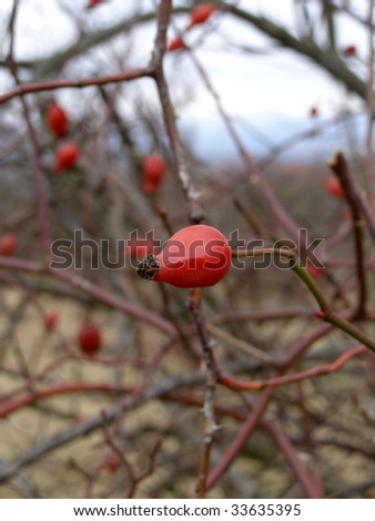 detail photography of the red hip in autumn nature