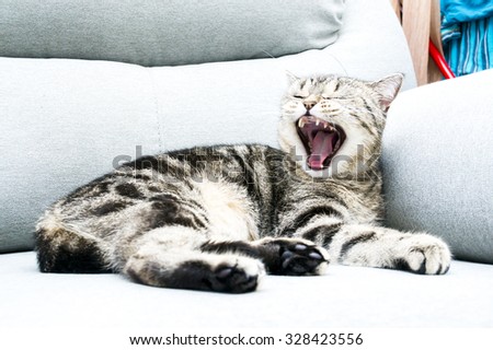 Cat on a sofa with an open mouth