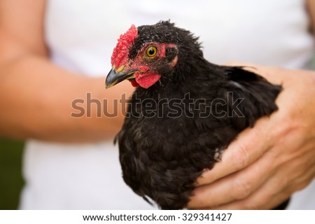 Farmer holding a chicken. Close-up