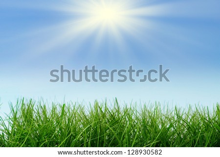 green grass and sun and sun