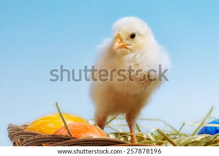 Easter chick with colorful painted Easter egg, on blue sky background