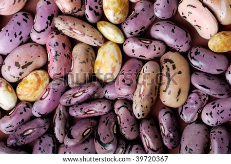 studio macro shot of violet seeds (runner bean)