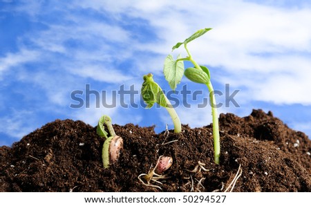 germination of seed. seed germination in ground