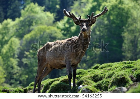 wild deer in the mountains
