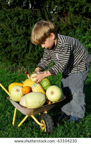 little child with a wheelbarrow full with pumpkin crop - helping in a garden