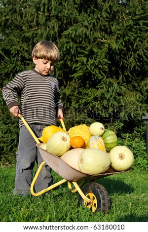little child with a wheelbarrow full with pumpkin crop - helping in a garden