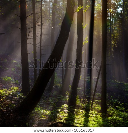 Fairy-tale forest- landscape, background. Tall trees, stumps of mixed forest, lit by the sun.