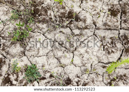Sparse, small vegetation on the cracked earth. The origins of life. Dry weather.