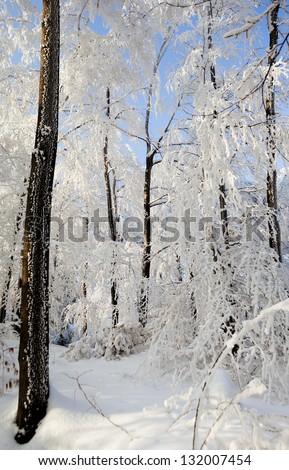 Winter in the woods. Winter landscape. Sunny weather in the cold day.
