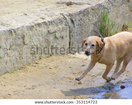 The pale yellow dog (Labrador retriever) is running along the beach.