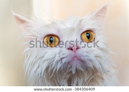 Close up wet persian cat eye. Wet cat. Ugly cat. Cat after take a shower. White cat. Persian cat. Cute cat. Angry cat.