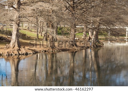 Beautiful Reflection of Trees into a body of water