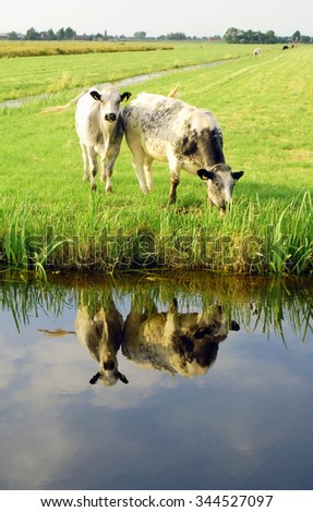 Dutch flat landscape with cows and grass fields, cows reflection in the water